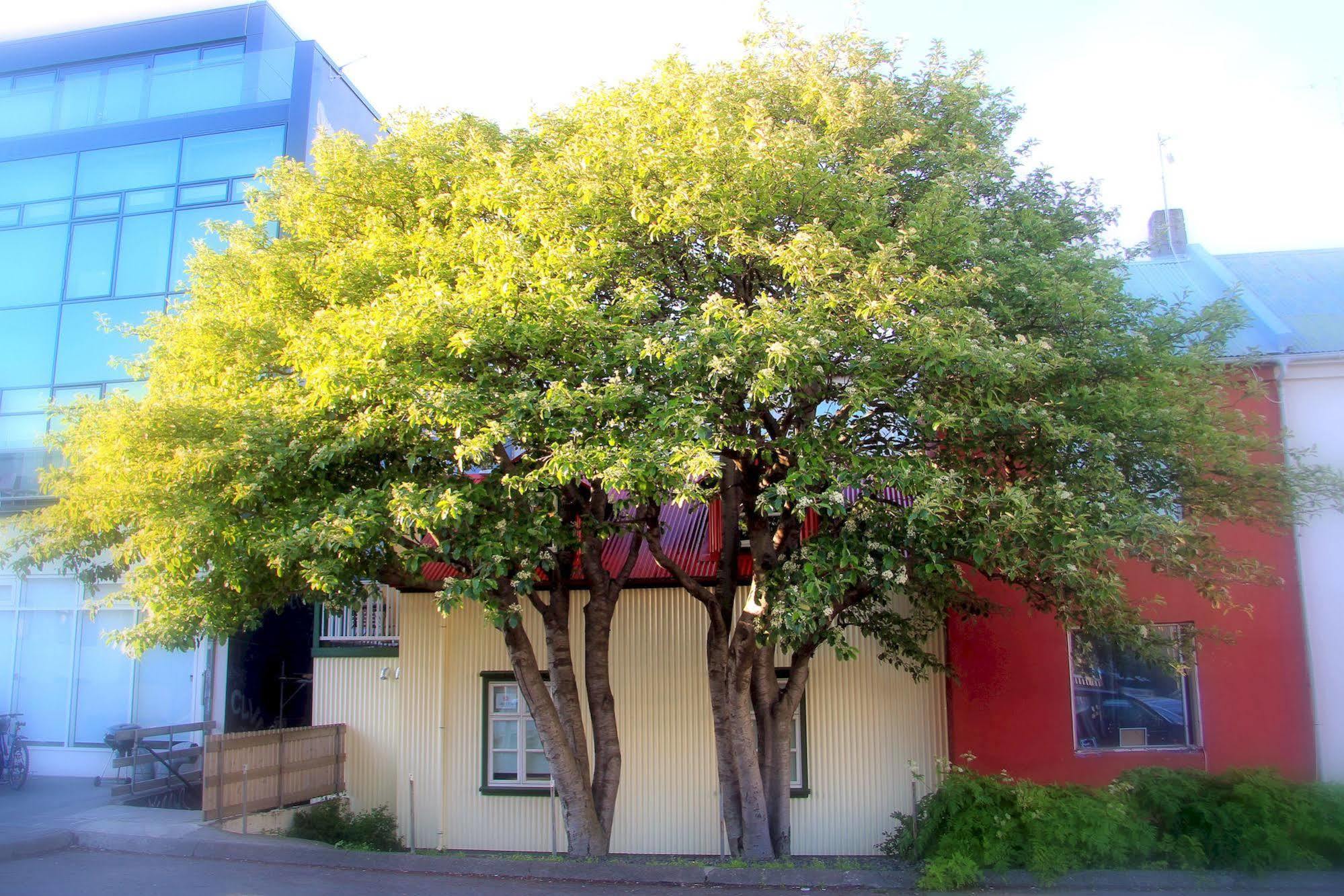 Grettir Guesthouse ريكيافيك المظهر الخارجي الصورة